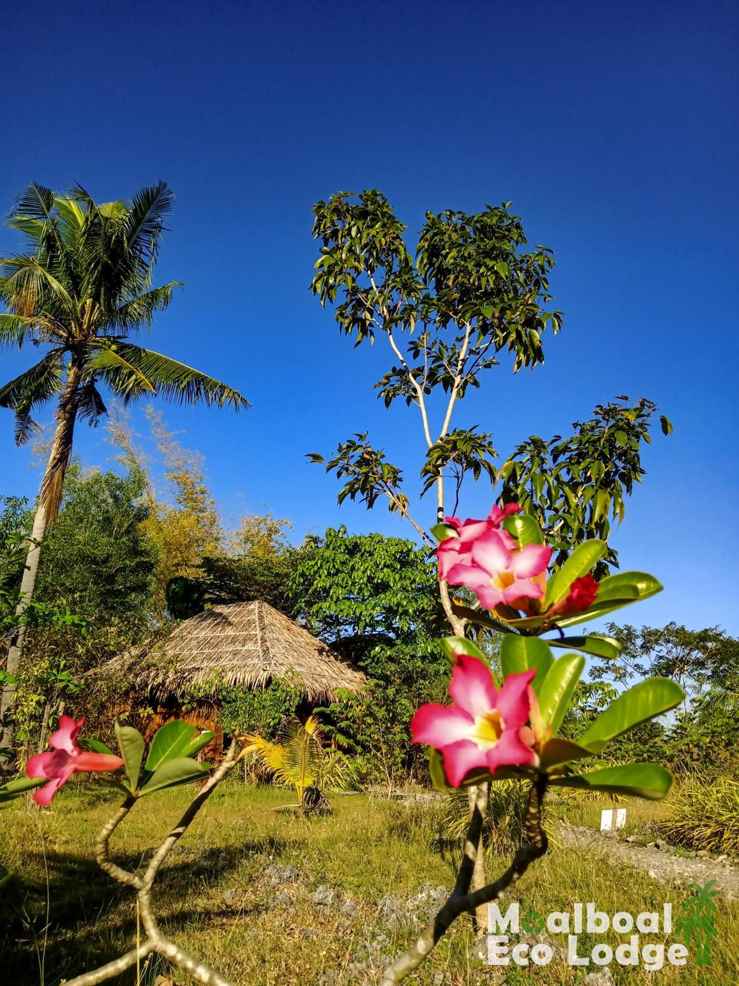 Moalboal Eco Lodge Exterior photo